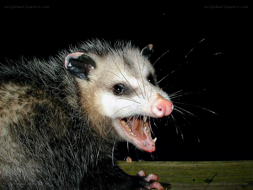 Opossum with open mouth
