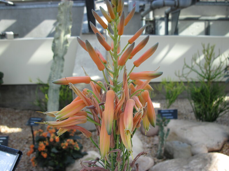 Orange Aloe Flower