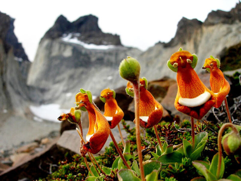 Orange Alpine Flowers — Photograph