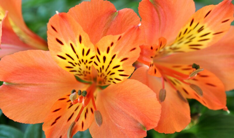 Orange Alstroemeria Flowers — Vibrant
