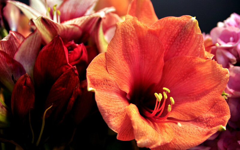 Orange Amaryllis Flower — Dramatic