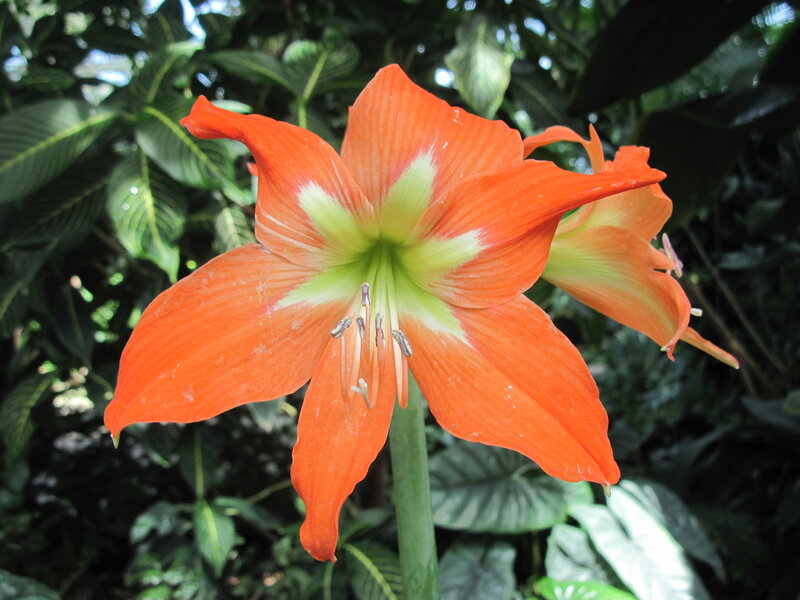 Orange Amaryllis Flower — Natural