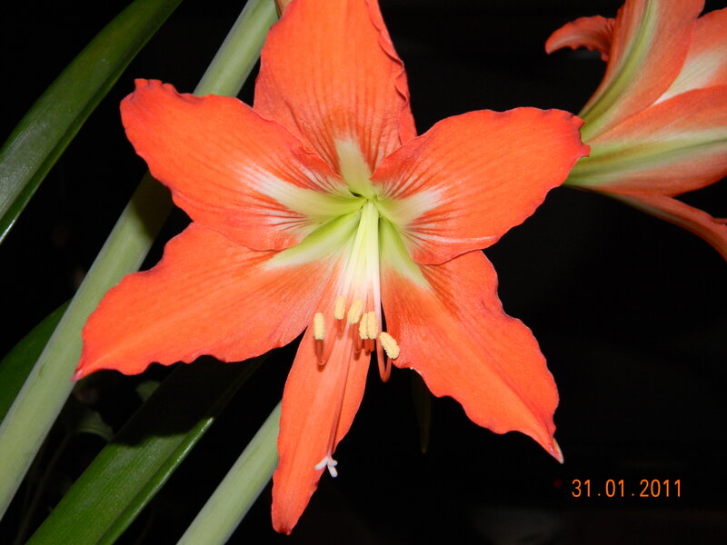 Orange Amaryllis Flower