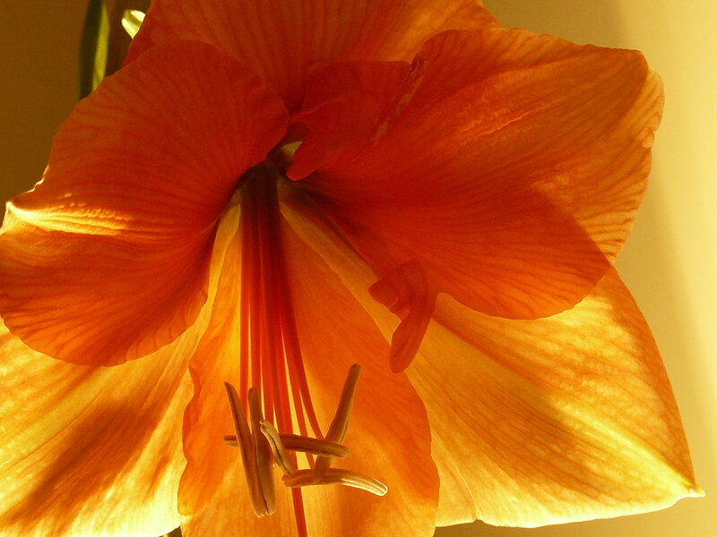 Orange Amaryllis Flower — Warm