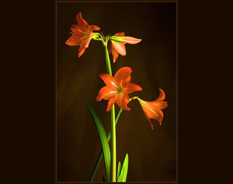 Orange Amaryllis Flowers — Dramatic