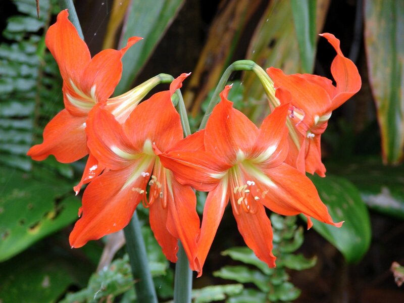 Orange Amaryllis Flowers — Natural, Photograph