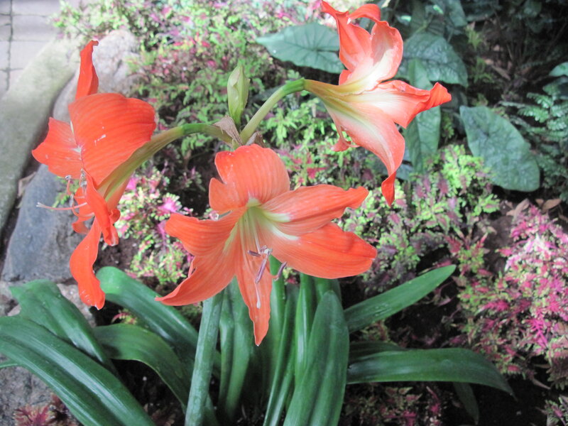 Orange Amaryllis Flowers — Natural