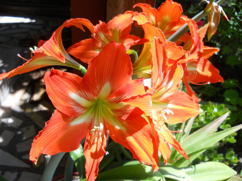 Orange Amaryllis Flowers