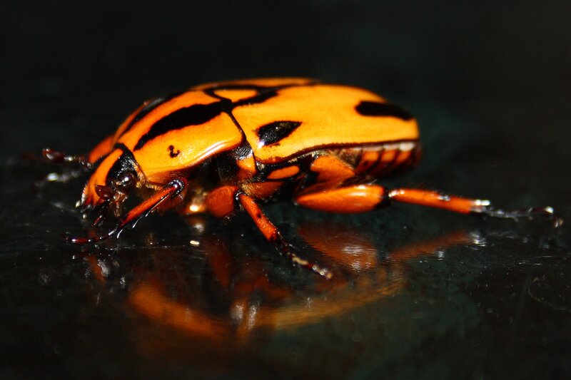 orange and black beetle