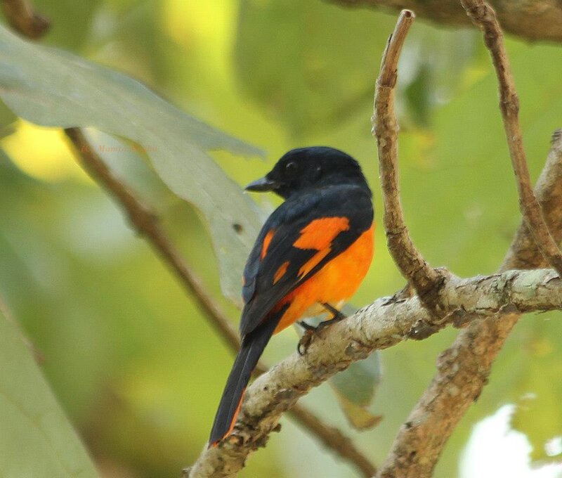 Orange-and-black Bird — Black