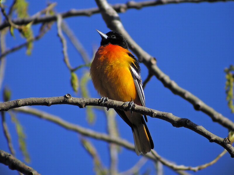 Orange and Black Bird — Blue