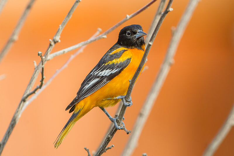 Orange and Black Bird — Calm, Afternoon, Photograph