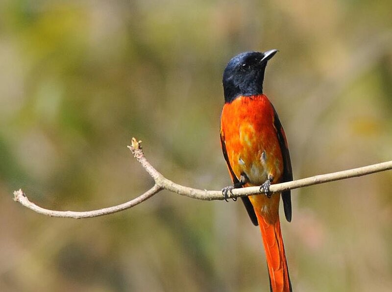 Orange and Black Bird — Calm, Afternoon