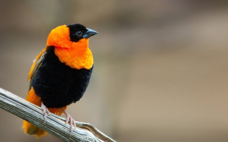 Orange and Black Bird — Calm, Brown