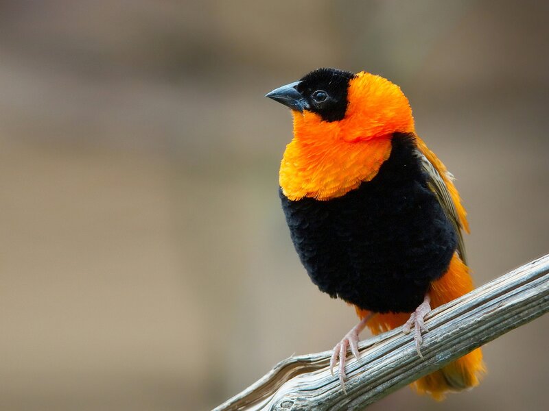 Orange and Black Bird — Calm, Photograph, Branch