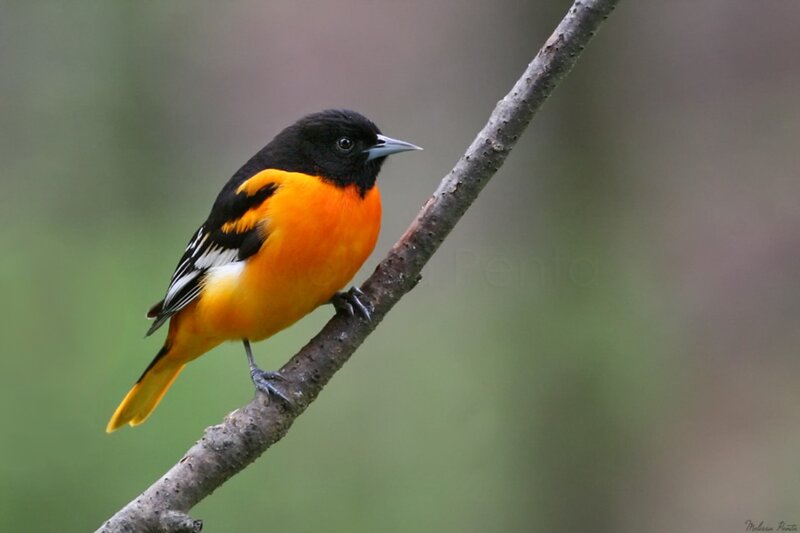 Orange and Black Bird — Calm, Photograph