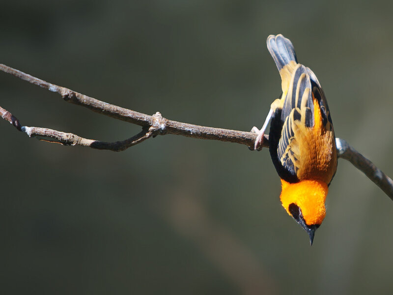 Orange and Black Bird — Calm