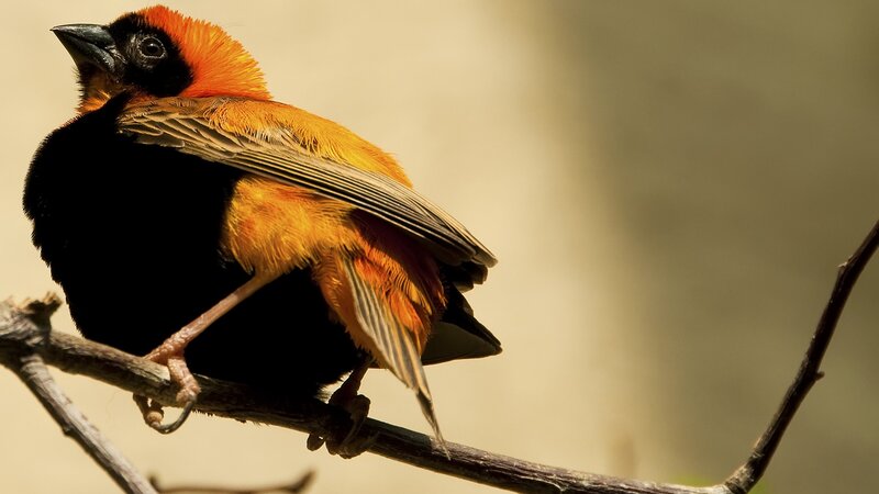 Orange and Black Bird — Natural