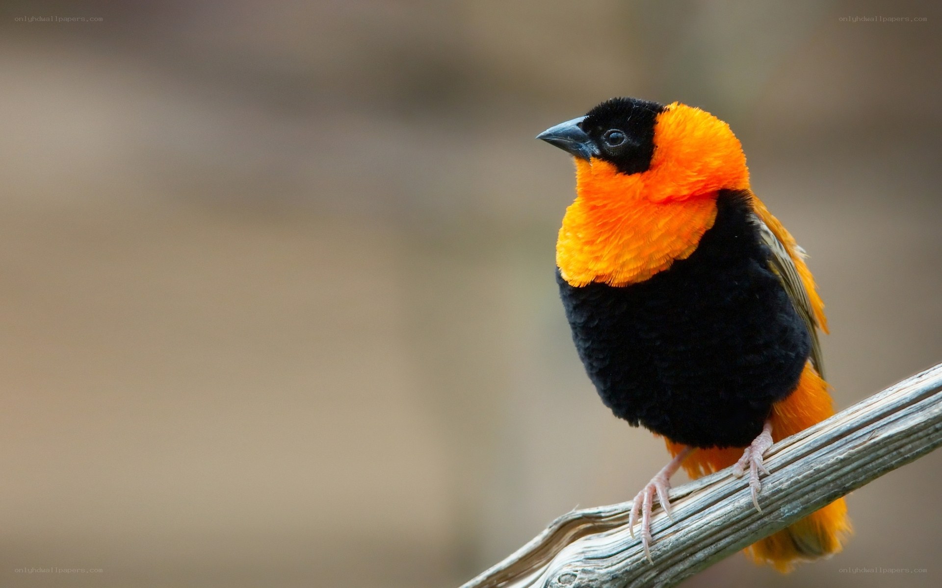 orange and black bird on branch