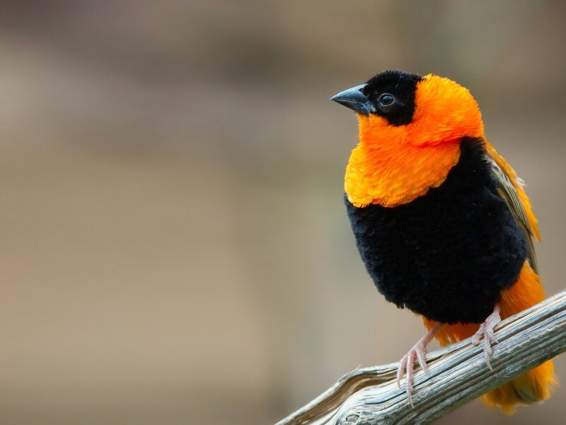 orange and black bird on branch
