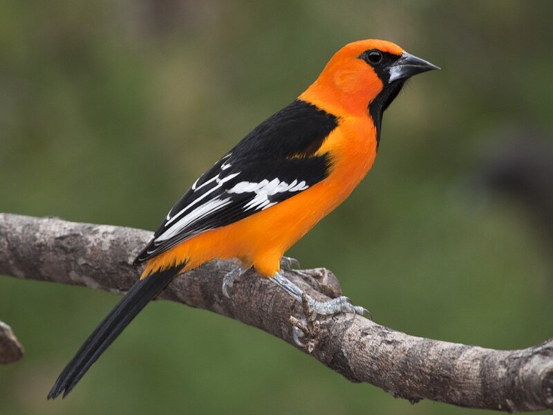 orange and black bird on branch