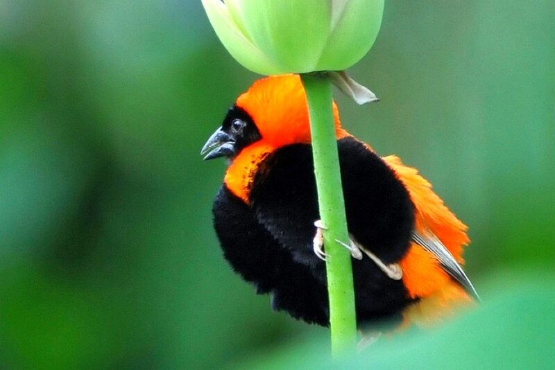 orange and black bird on stem