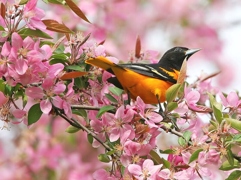 Orange and Black Bird — Pink