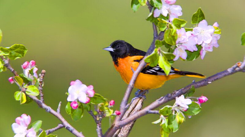 Orange and Black Bird — Serene