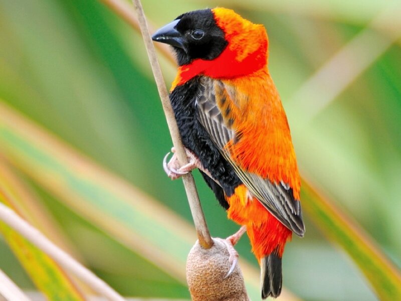 Orange and Black Bird