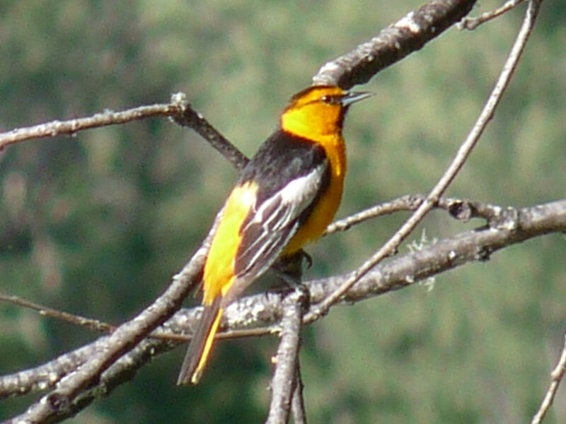Orange and Black Bird — Yellow, Calm