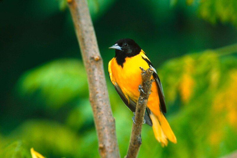 Orange and Black Bird — Yellow