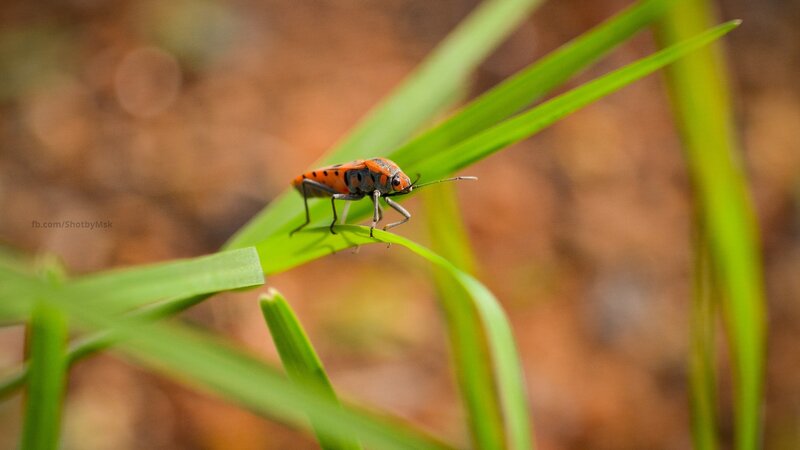 Orange and Black Bug — Green