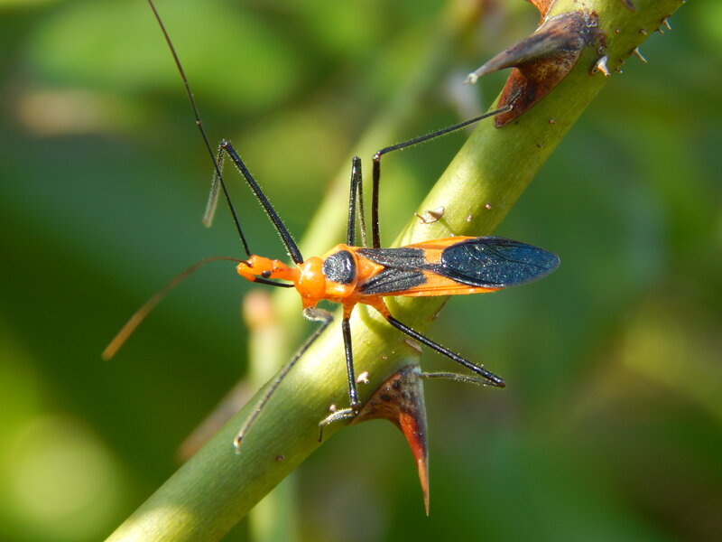 Orange and Black Bug