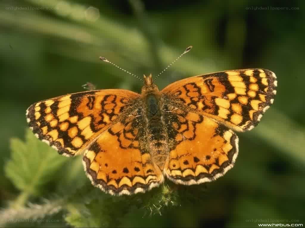 orange and black butterfly