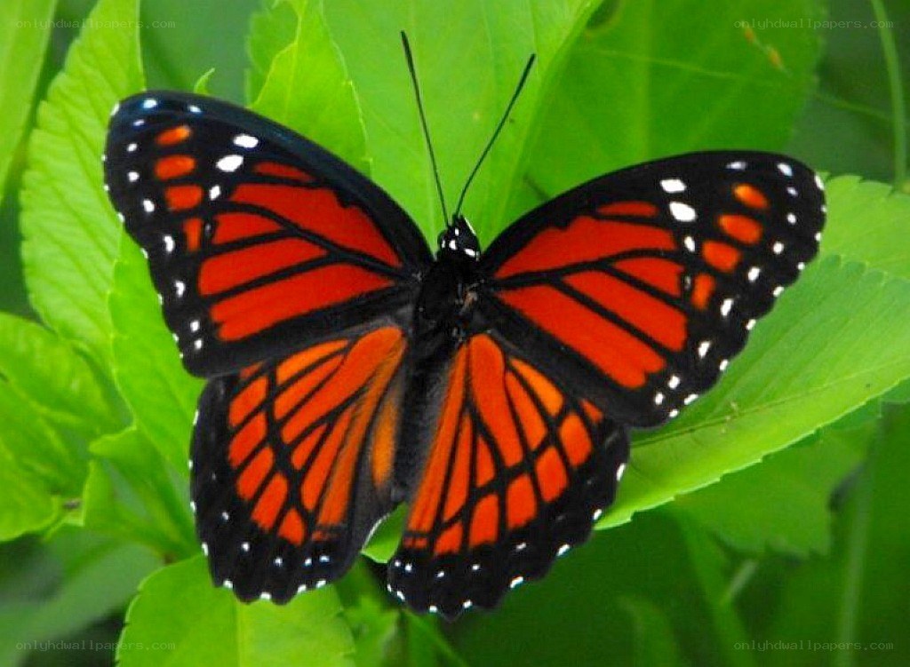 orange and black butterfly