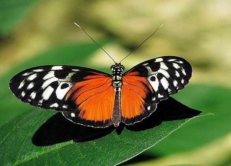 orange and black butterfly