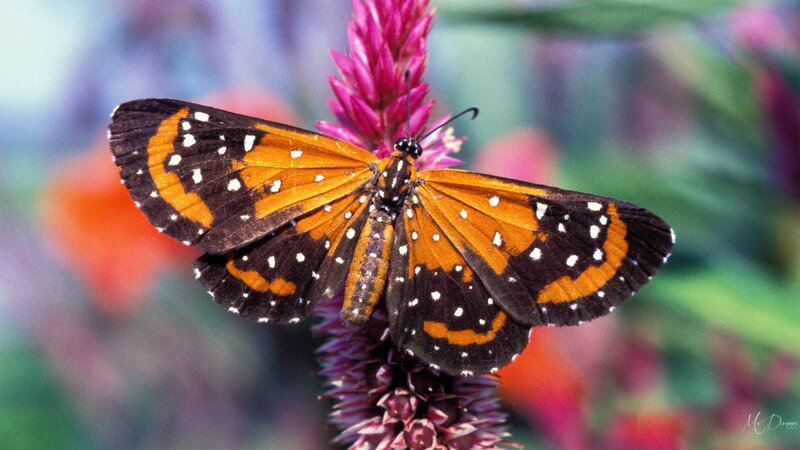 Orange and Black Butterfly — Calm, Afternoon, Photograph, Flower
