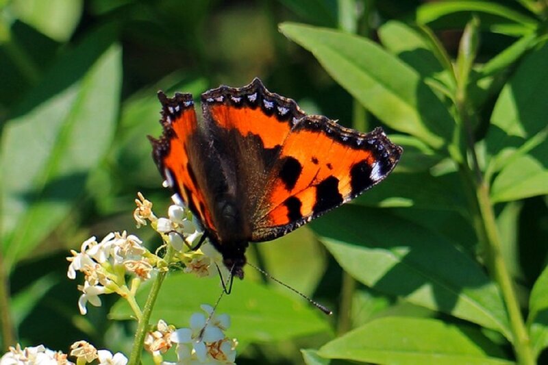 Orange and Black Butterfly — Calm, Afternoon, Photograph, Flowers