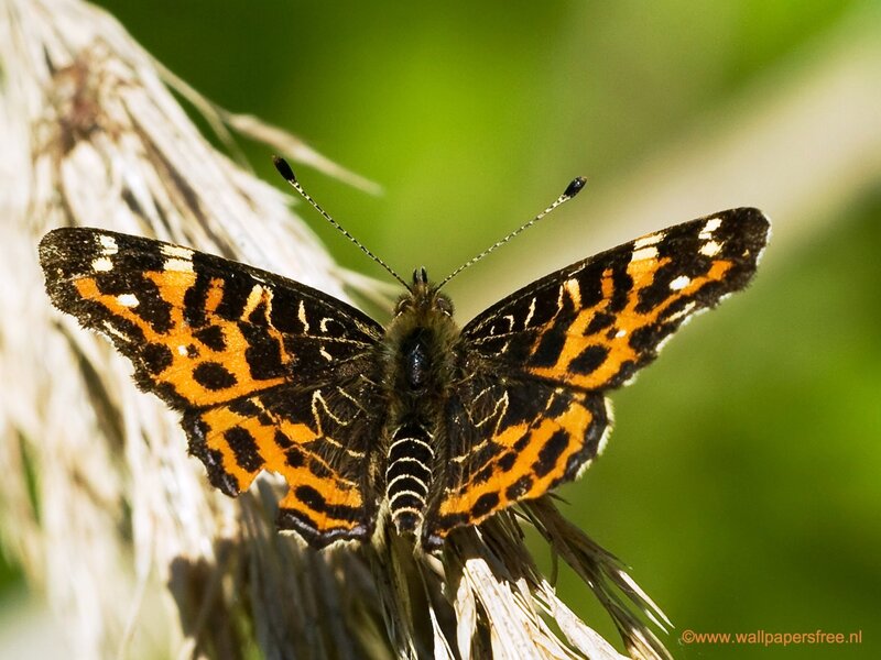 Orange and Black Butterfly — Calm, Afternoon, Photograph, Plant
