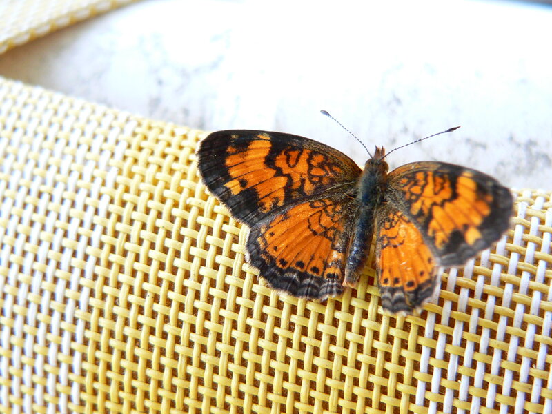 Orange and Black Butterfly — Calm, Afternoon, Photograph, Woven Surface
