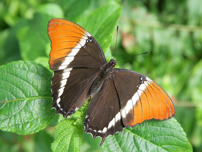 Orange and Black Butterfly — Calm, Afternoon