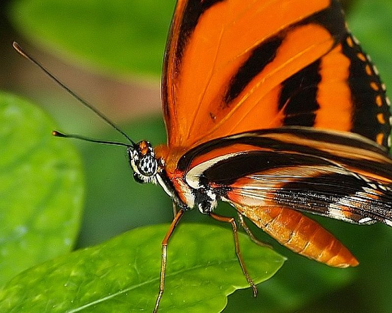 Orange and Black Butterfly — Calm, Photograph, Green Leaf
