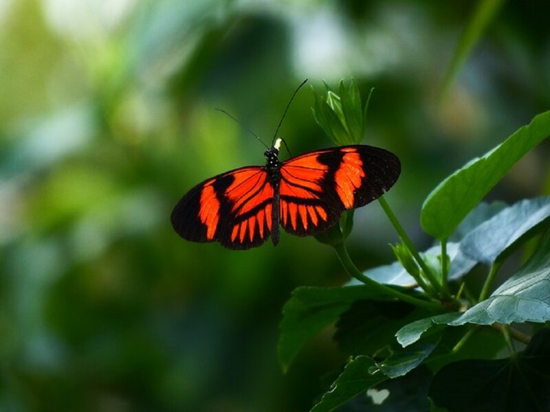 Orange and Black Butterfly — Calm, Photograph, Leaf