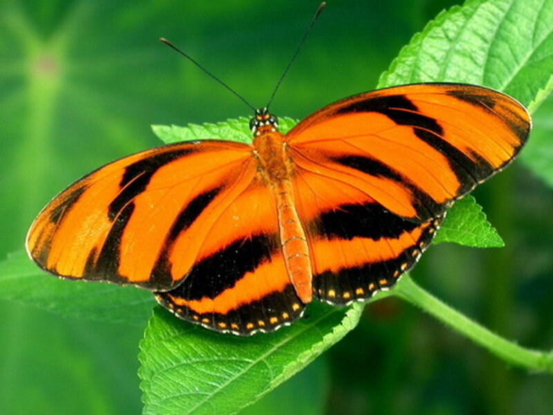 Orange and Black Butterfly — Calm, Photograph