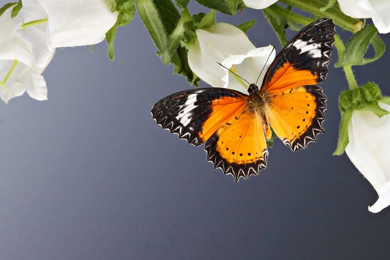 Orange and Black Butterfly — Calm, Photograph, White Flowers