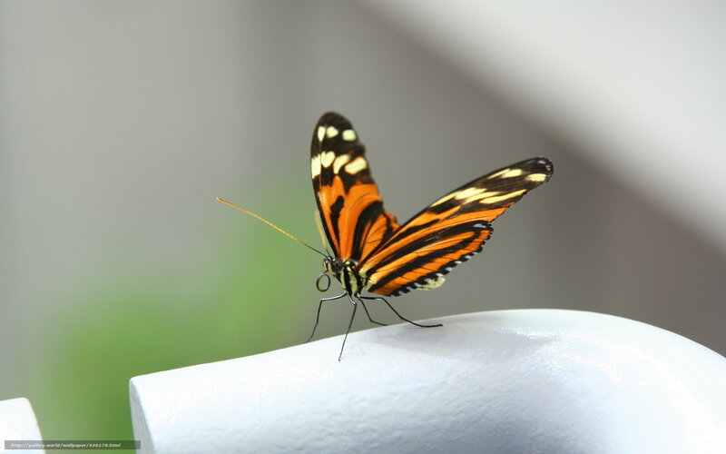 Orange and Black Butterfly — Calm, Photograph, White Surface