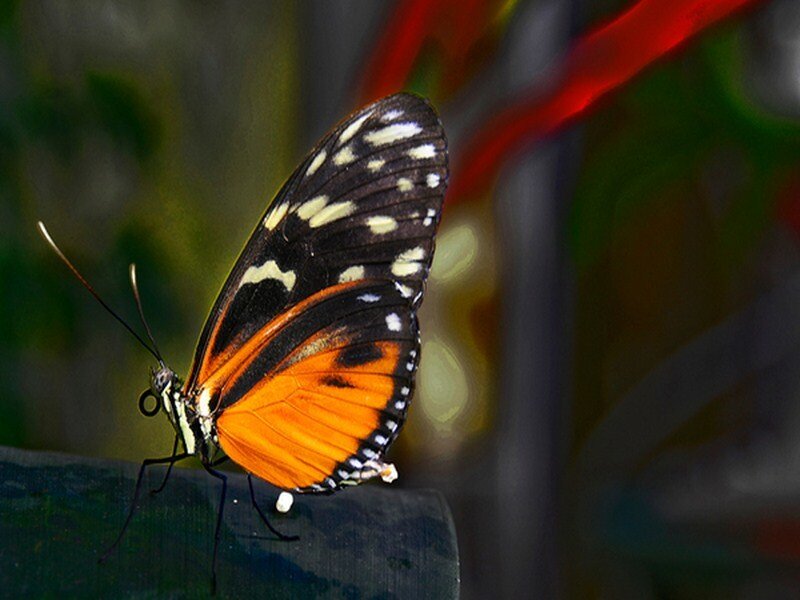 Orange and Black Butterfly — Calm, Photograph, Wings