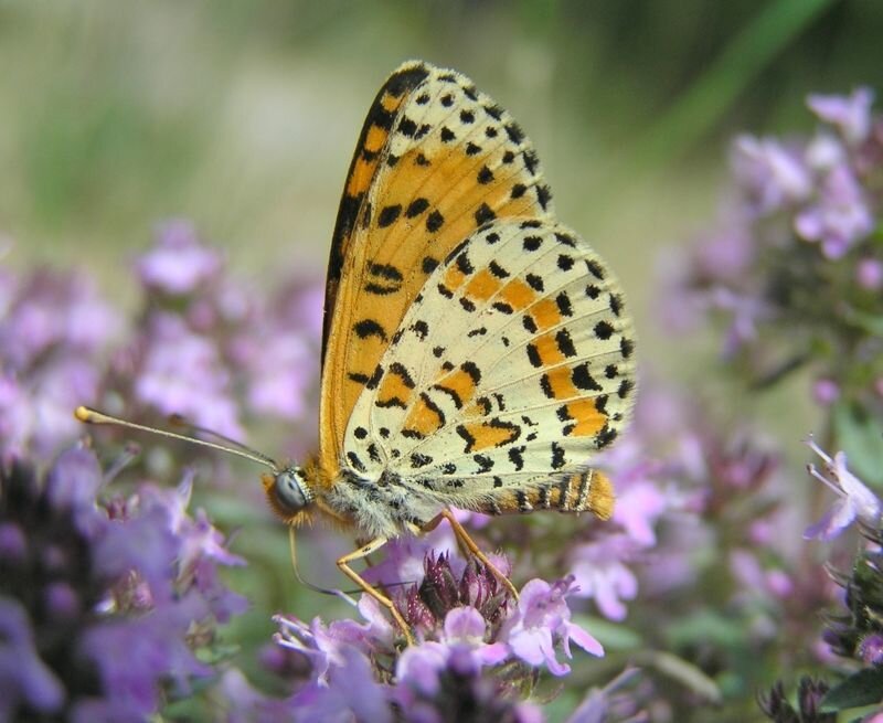 Orange and Black Butterfly — Calm