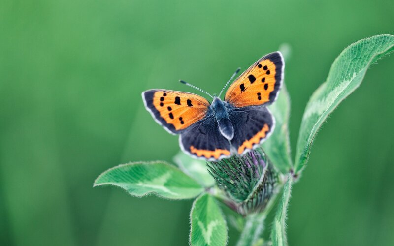 Orange and Black Butterfly — Green, Serene