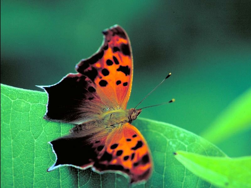 Orange and Black Butterfly — Green